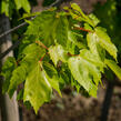 Javor Freemanův 'Autumn Blaze' - Acer freemanii 'Autumn Blaze'