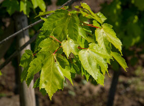 Javor Freemanův 'Autumn Blaze' - Acer freemanii 'Autumn Blaze'