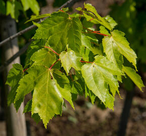 Javor Freemanův 'Autumn Blaze' - Acer freemanii 'Autumn Blaze'