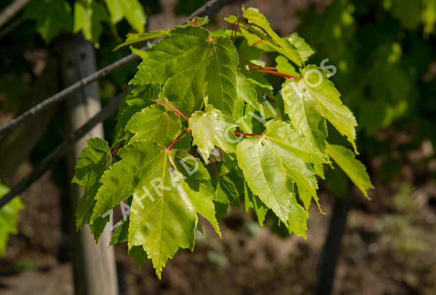 Javor Freemanův 'Autumn Blaze' - Acer freemanii 'Autumn Blaze'