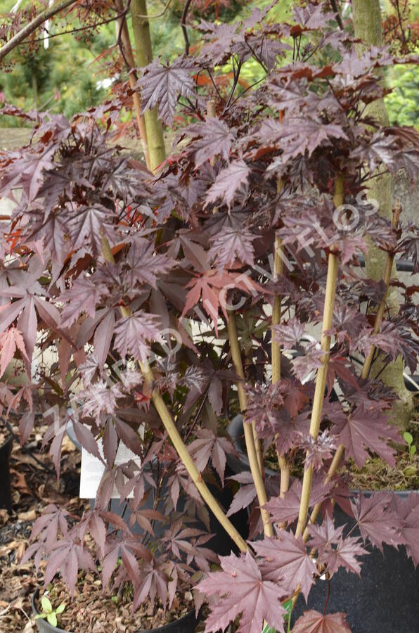 Javor mléč 'Crimson Sentry' - Acer platanoides 'Crimson Sentry'