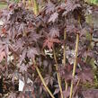 Javor mléč 'Crimson Sentry' - Acer platanoides 'Crimson Sentry'