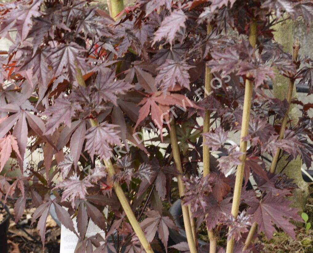 Javor mléč 'Crimson Sentry' - Acer platanoides 'Crimson Sentry'