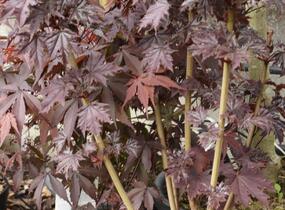 Javor mléč 'Crimson Sentry' - Acer platanoides 'Crimson Sentry'