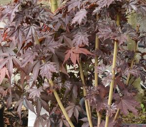 Javor mléč 'Crimson Sentry' - Acer platanoides 'Crimson Sentry'