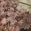 Javor mléč 'Crimson Sentry' - Acer platanoides 'Crimson Sentry'