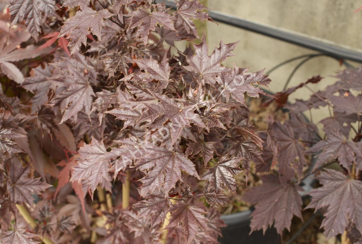 Javor mléč 'Crimson Sentry' - Acer platanoides 'Crimson Sentry'