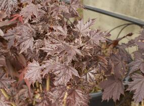 Javor mléč 'Crimson Sentry' - Acer platanoides 'Crimson Sentry'