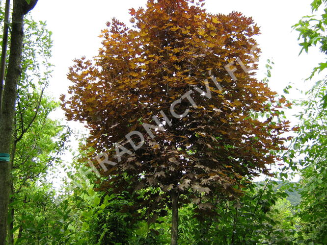 Javor mléč 'Crimson Sentry' - Acer platanoides 'Crimson Sentry'