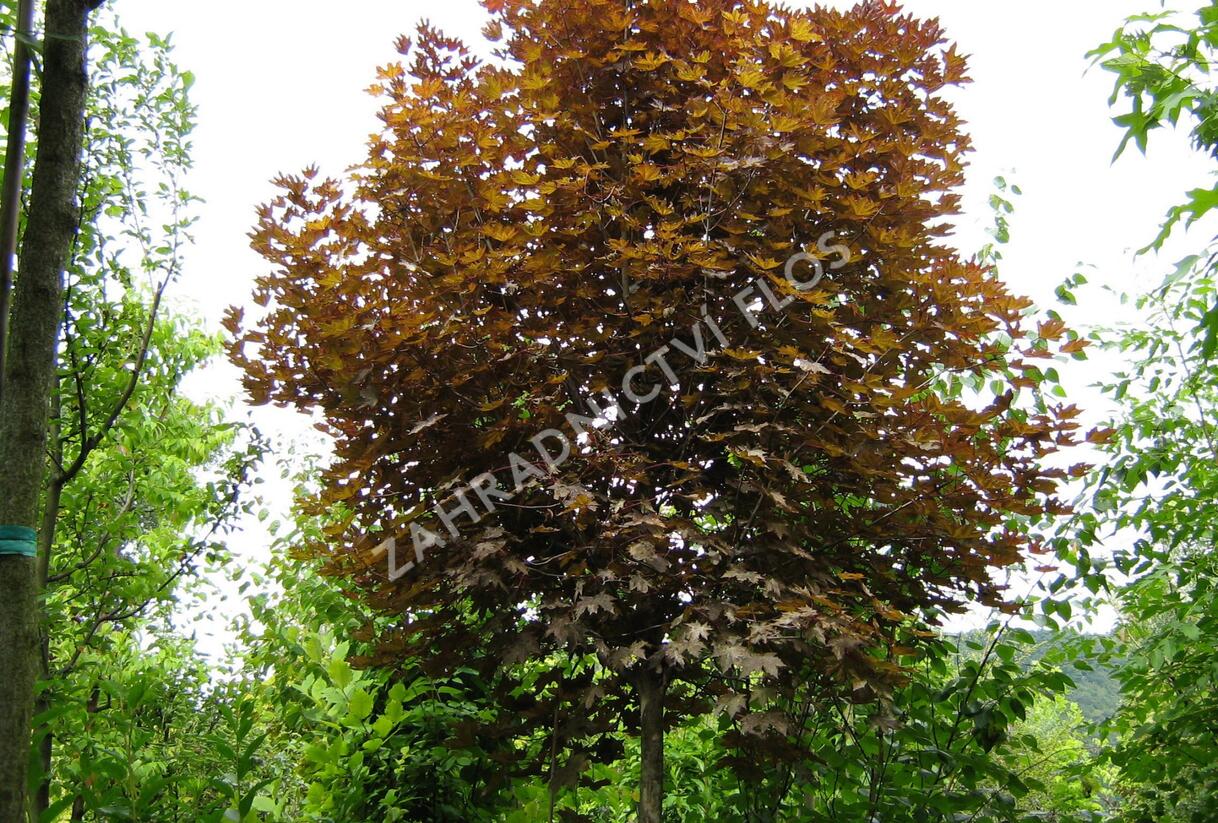 Javor mléč 'Crimson Sentry' - Acer platanoides 'Crimson Sentry'