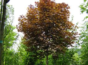 Javor mléč 'Crimson Sentry' - Acer platanoides 'Crimson Sentry'