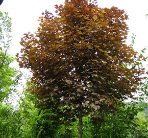 Javor mléč 'Crimson Sentry' - Acer platanoides 'Crimson Sentry'