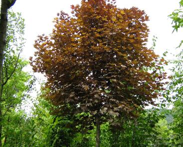 Javor mléč 'Crimson Sentry'