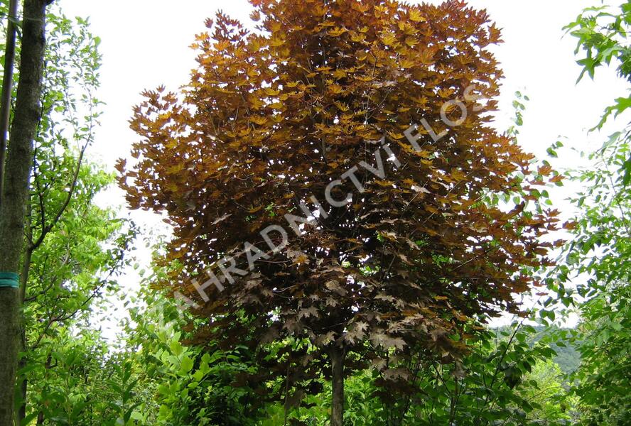 Javor mléč 'Crimson Sentry' - Acer platanoides 'Crimson Sentry'