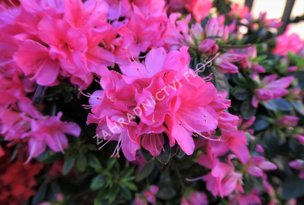 Azalka japonská 'Isabel' - Azalea japonica 'Isabel'