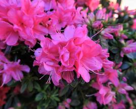 Azalka japonská 'Isabel'