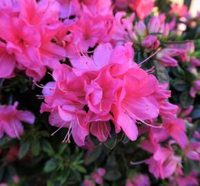 Azalka japonská 'Isabel' - Azalea japonica 'Isabel'