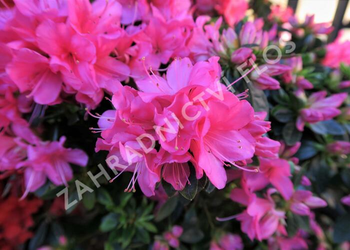 Azalka japonská 'Isabel' - Azalea japonica 'Isabel'