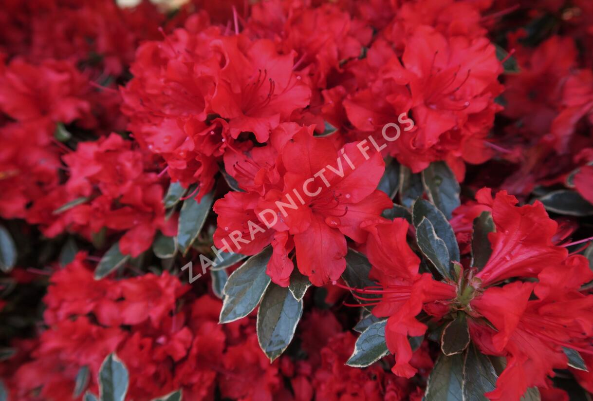 Azalka japonská 'Hot Shot Variegata' - Azalea japonica 'Hot Shot Variegata'