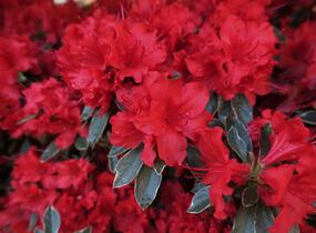 Azalka japonská 'Hot Shot Variegata' - Azalea japonica 'Hot Shot Variegata'