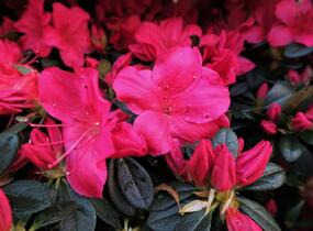 Azalka japonská 'Arabesk' - Azalea japonica 'Arabesk'