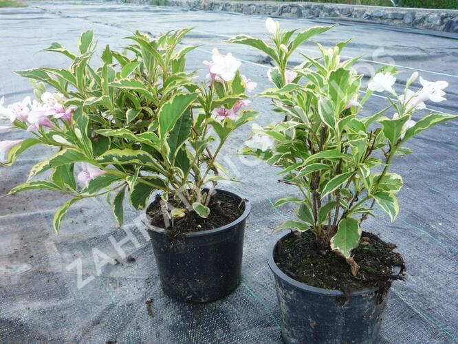 Vajgélie květnatá 'Variegata' - Weigela florida 'Variegata'