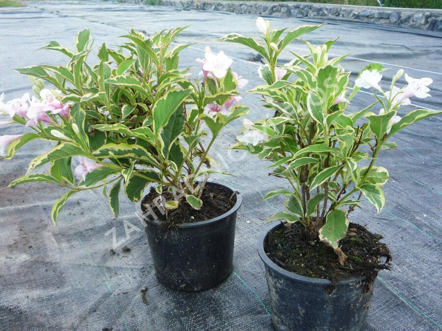 Vajgélie květnatá 'Variegata' - Weigela florida 'Variegata'