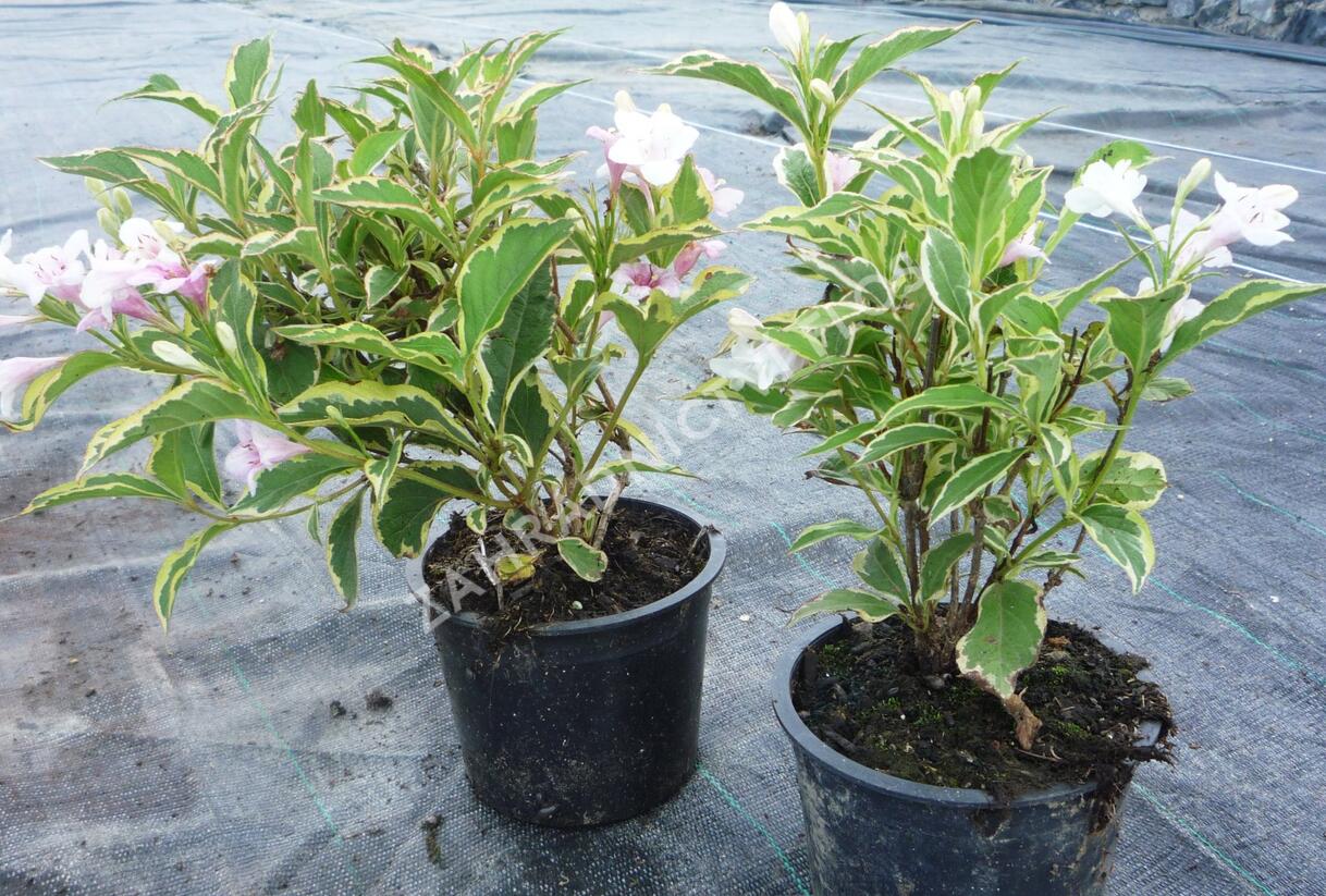 Vajgélie květnatá 'Variegata' - Weigela florida 'Variegata'