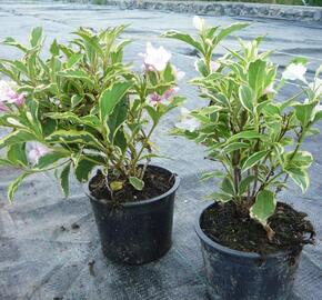 Vajgélie květnatá 'Variegata' - Weigela florida 'Variegata'