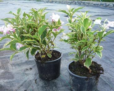 Vajgélie květnatá 'Variegata'