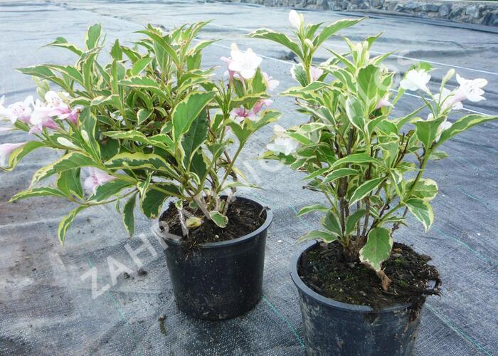 Vajgélie květnatá 'Variegata' - Weigela florida 'Variegata'