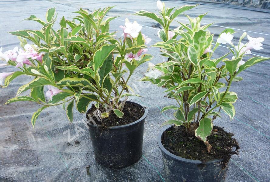 Vajgélie květnatá 'Variegata' - Weigela florida 'Variegata'