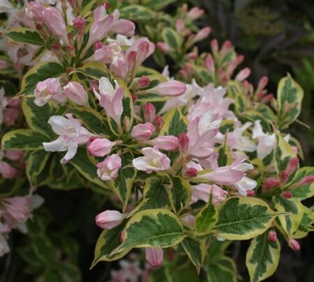 Vajgélie květnatá 'Variegata' - Weigela florida 'Variegata'