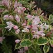 Vajgélie květnatá 'Variegata' - Weigela florida 'Variegata'