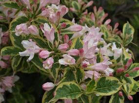 Vajgélie květnatá 'Variegata' - Weigela florida 'Variegata'