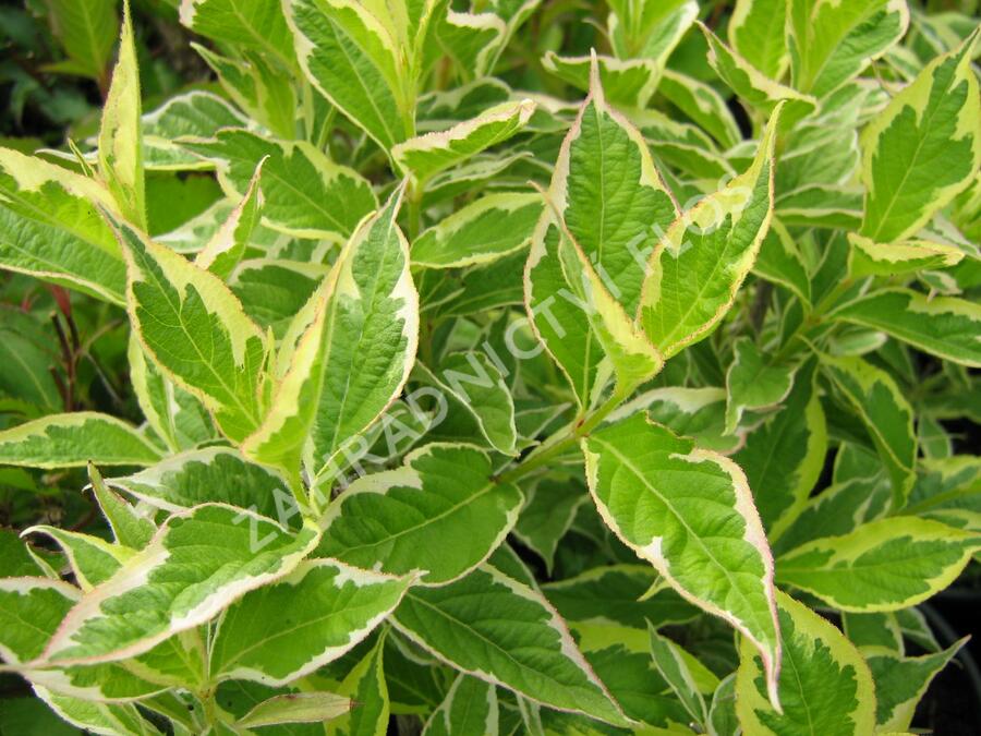 Vajgélie květnatá 'Nana Variegata' - Weigela florida 'Nana Variegata'