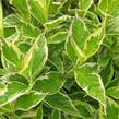 Vajgélie květnatá 'Nana Variegata' - Weigela florida 'Nana Variegata'