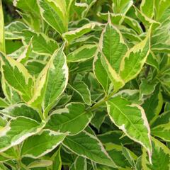 Vajgélie květnatá 'Nana Variegata' - Weigela florida 'Nana Variegata'