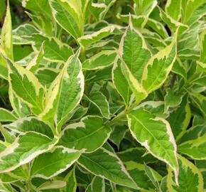 Vajgélie květnatá 'Nana Variegata' - Weigela florida 'Nana Variegata'