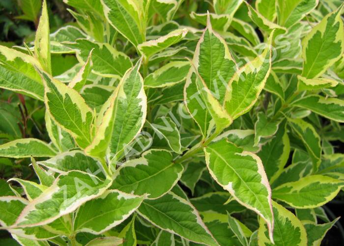 Vajgélie květnatá 'Nana Variegata' - Weigela florida 'Nana Variegata'