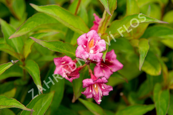 Vajgéliekvětnatá 'Bristol Ruby' - Weigela florida 'Bristol Ruby'