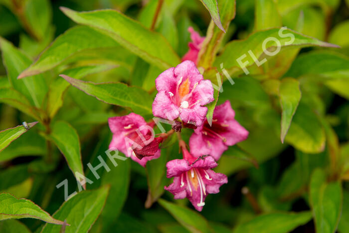 Vajgélie 'Bristol Ruby' - Weigela 'Bristol Ruby'