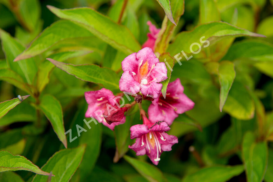 Vajgéliekvětnatá 'Bristol Ruby' - Weigela florida 'Bristol Ruby'