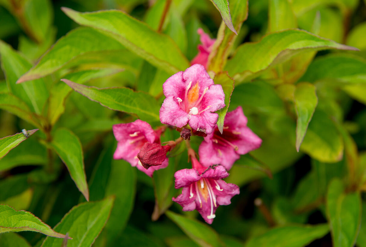 Vajgélie květnatá 'Bristol Ruby' - Weigela florida 'Bristol Ruby'