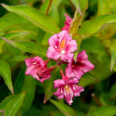 Vajgéliekvětnatá 'Bristol Ruby' - Weigela florida 'Bristol Ruby'