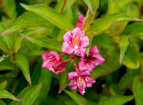 Vajgélie květnatá 'Bristol Ruby' - Weigela florida 'Bristol Ruby'