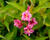 Vajgélie květnatá 'Bristol Ruby'