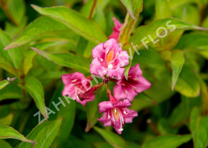 Vajgélie 'Bristol Ruby' - Weigela 'Bristol Ruby'