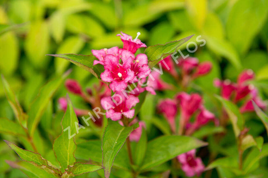 Vajgéliekvětnatá 'Bristol Ruby' - Weigela florida 'Bristol Ruby'