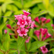 Vajgélie 'Bristol Ruby' - Weigela 'Bristol Ruby'